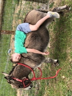 Donkey With a Friend