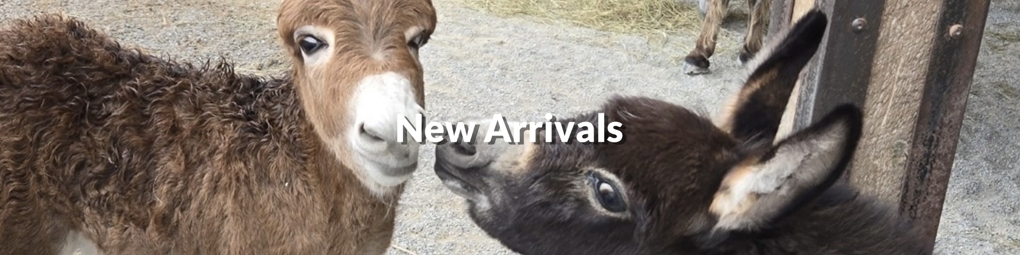 Appalachian Farmstead - New Arrivals