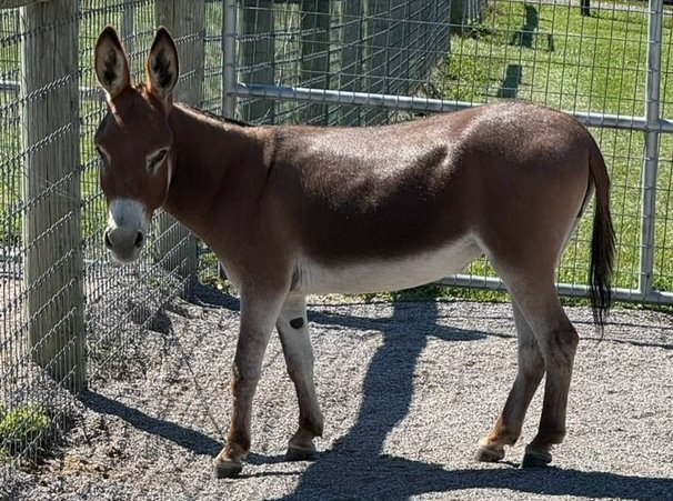 Feather Ridge's CinnaBun