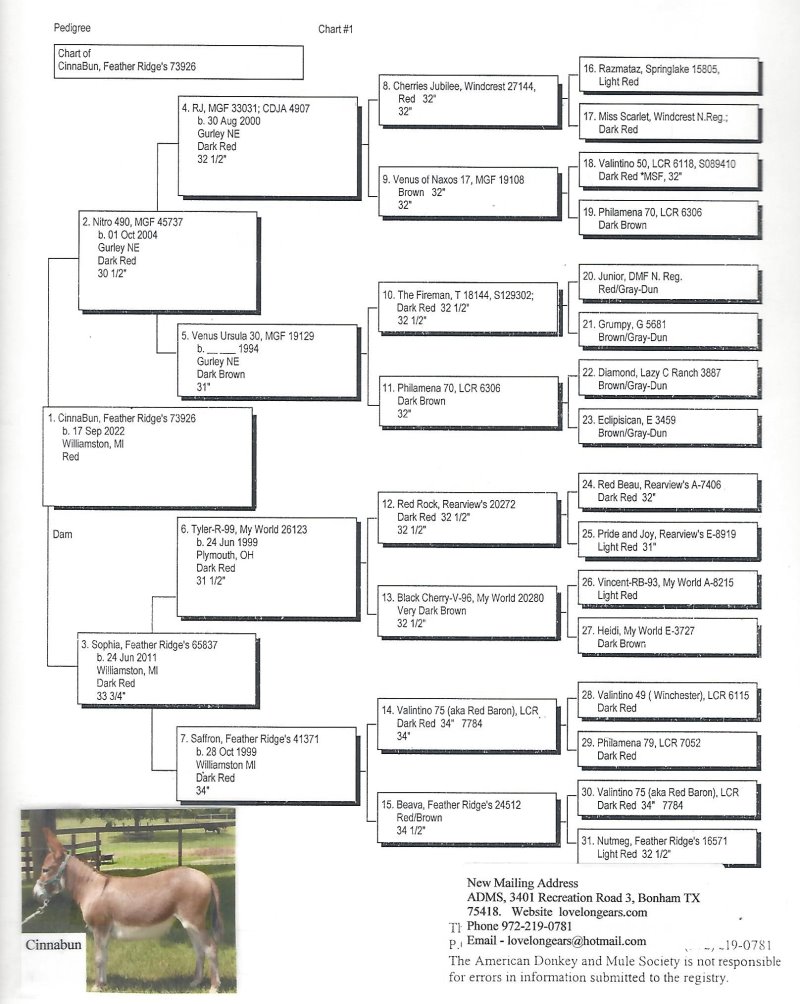 CinnaBun's Pedigree