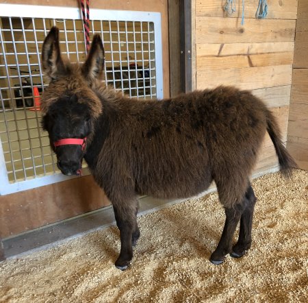 Appalachian Farmstead's Mo