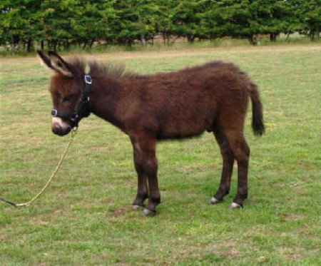 Appalachian Farmstead's Timmy