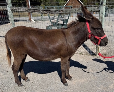 Appalachian Farmstead's Mo Jefferson