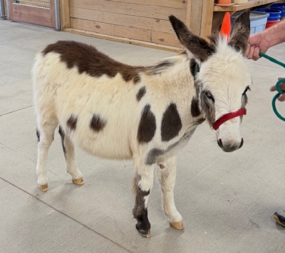 Farmstead's Colonel Hardin